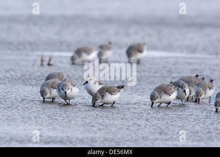 Sanderling (Calidris alba), flock in the mudflats during the spring migration, East Frisian Islands, East Frisia, Lower Saxony Stock Photo