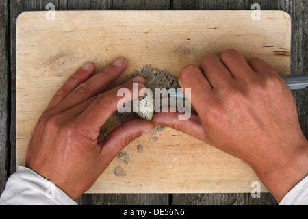 Examination of an egg from a Common Ringed Plover or Ringed Plover (Charadrius hiaticula), East Frisian Islands, East Frisia Stock Photo
