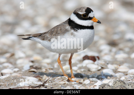 Common Ringed Plover or Ringed Plover (Charadrius hiaticula), male, East Frisian Islands, East Frisia, Lower Saxony, Germany Stock Photo