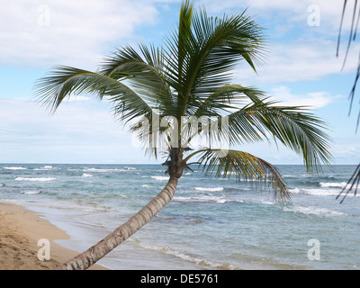 Palm (Arecaceae) on the beach of Punta Uva, Puerto Viejo de Talamanca, Costa Rica, Central America Stock Photo