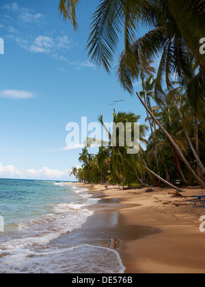 Palm grove on the secluded beach of Punta Uva, Puerto Viejo de Talamanca, Costa Rica, Central America Stock Photo