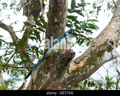 White-throated Magpie-Jay (Calocitta formosa), Arenal Volcano National Park, Guanacaste province, Costa Rica, Central America Stock Photo