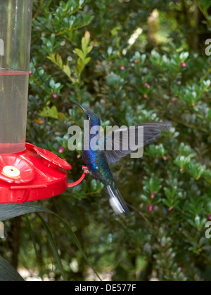 Violet Sabrewing (Campylopterus hemileucurus), hummingbird, at a watering place, Monteverde Cloud Forest Reserve