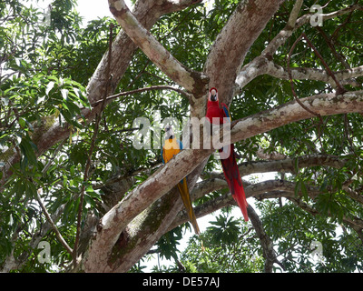 Scarlet Macaw (Ara macao) and a Blue-and-Yellow Macaw or Blue-and-Gold Macaw (Ara ararauna) perched on a tree Stock Photo