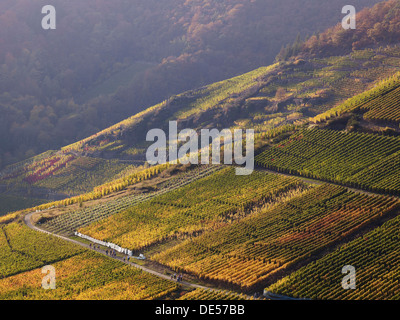 Vineyards in autumn, Mayschoß, Ahrtal, Eifel, Rhineland-Palatinate, Germany Stock Photo