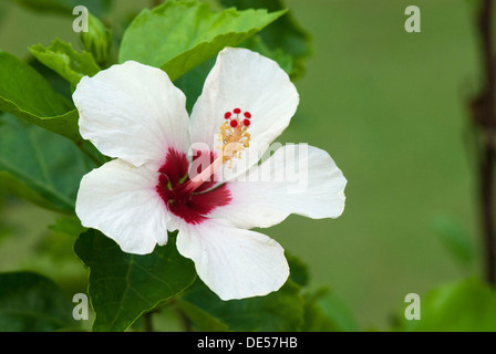 White hibiscus flower (Hibiscus), Somatheeram Ayurvedic Health Resort, Chowara, Malabar, South India, India, Asia Stock Photo