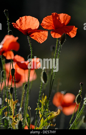 Blooming poppies (Papaver sp.), near Castelnuovo, Sicily, southern Italy, Italy, Europe Stock Photo