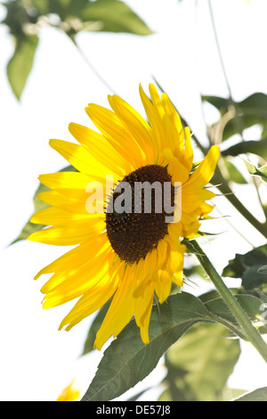 Sunflower (Helianthus annuus), Stuttgart, Baden-Wuerttemberg Stock Photo