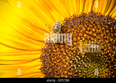 Western honey bees (Apis mellifera) perched on a sunflower (Helianthus annuus), detailed view of the blossom, Stuttgart Stock Photo