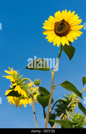 Sunflowers (Helianthus annuus) against a blue sky, Stuttgart, Baden-Wuerttemberg Stock Photo
