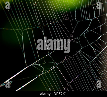 Cobweb of an European garden spider, Diadem spider (Araneus diadematus), Stuttgart, Baden-Wuerttemberg