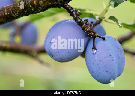 Plums (Prunus domestica) on the tree, Obersoellbach, Hohenlohe, Baden-Wuerttemberg Stock Photo