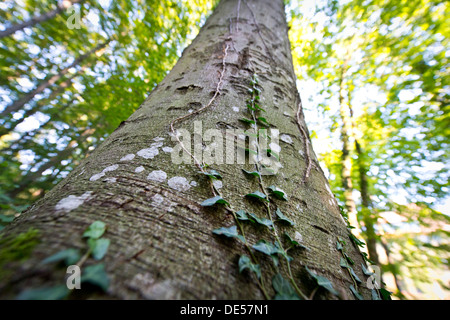 Common ivy, English ivy (Hedera helix) on a beech tree, Tuebingen, Baden-Wuerttemberg Stock Photo