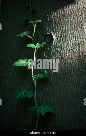 Common ivy, English ivy (Hedera helix) on a tree trunk, Baden-Wuerttemberg Stock Photo