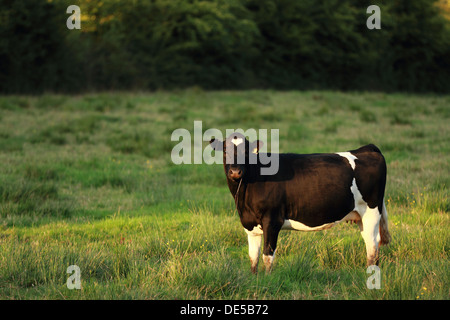 Black and white dairy cow alone in a field of lush grass with sunset light. Tagged ear and clean appearance Stock Photo