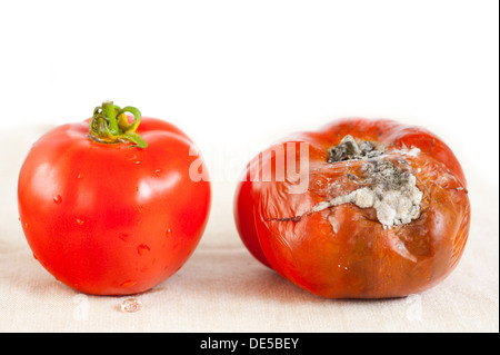 One red tomato with toxic mould and one good Stock Photo