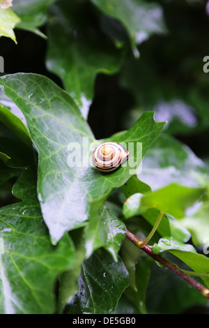 Spiral snail shell on green leaf Stock Photo