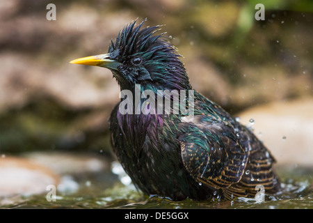 Close-up of an adult common starling (Sturnus vulgaris) bathing in a pond, UK Stock Photo