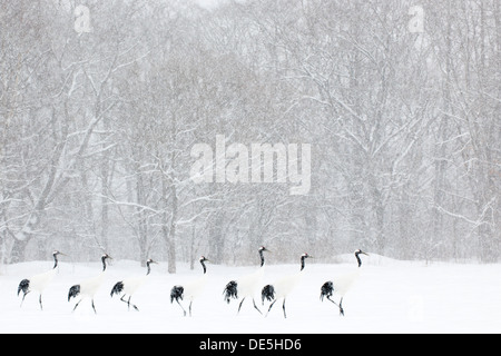 Japanese cranes walking in line in front of snow covered forest. Stock Photo