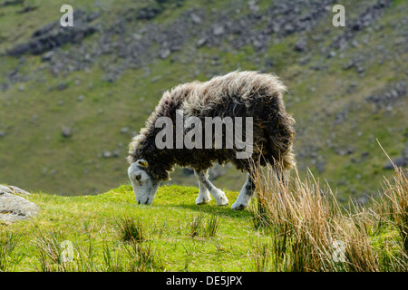 Herdwick sheep beside Wrynose Pass in the English Lake District Stock Photo
