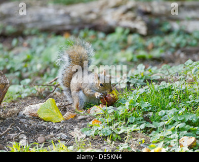 Grey Squirrel Sciurius carolinensis collecting and eating chestnuts in autumn Stock Photo