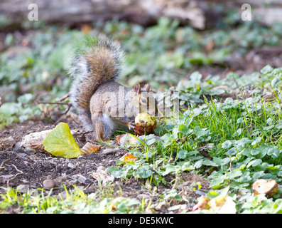 Grey Squirrel Sciurius carolinensis collecting and eating chestnuts in autumn Stock Photo
