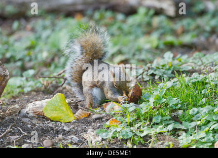 Grey Squirrel Sciurius carolinensis collecting and eating chestnuts in autumn Stock Photo