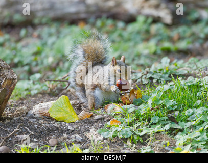 Grey Squirrel Sciurius carolinensis collecting and eating chestnuts in autumn Stock Photo