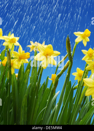 Rain droplets falling down on bunch of fresh daffodils over blue sky Stock Photo