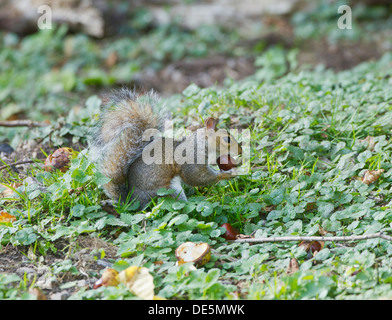 Grey Squirrel Sciurius carolinensis collecting and eating chestnuts in autumn Stock Photo