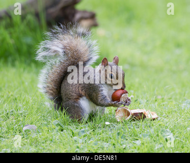 Grey Squirrel Sciurius carolinensis collecting and eating chestnuts in autumn Stock Photo