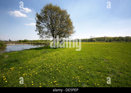 Hamm, Germany, landscape along the Lippeauenpfads Stock Photo