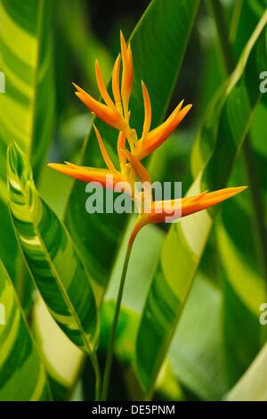 Nicky Spike (Heliconia x nickeriensis) is a heliconia native to Central ...