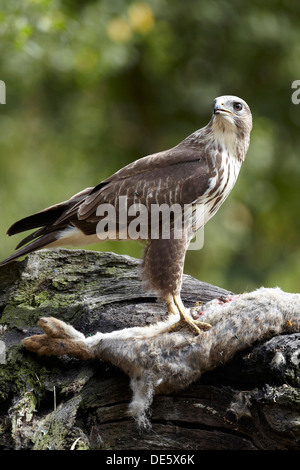 Buzzard, Buteo buteo feeding on a dead rabbit, East Yorkshire, UK Stock Photo