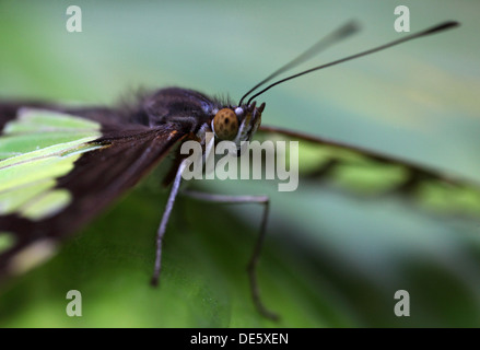 Hamm, Germany, Malachite Butterfly sitting on a leaf Stock Photo