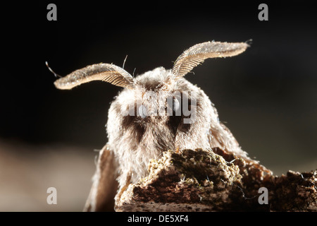 Pale Eggar moth, Trichiura crataegi, showing its antennae, UK Stock Photo
