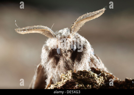 Pale Eggar moth, Trichiura crataegi, showing its antennae, UK Stock Photo