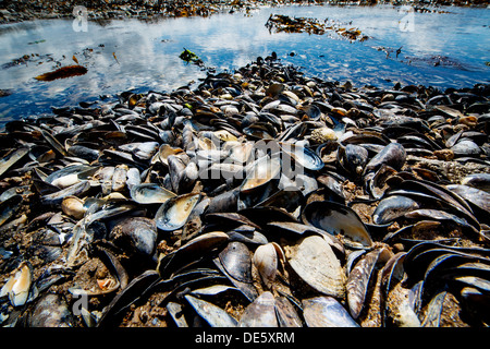 wedge-shaped mussel shells sit on beds in an estuary, North Devon coast Stock Photo