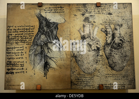 Human body by Da Vinci Stock Photo: 135043029 - Alamy