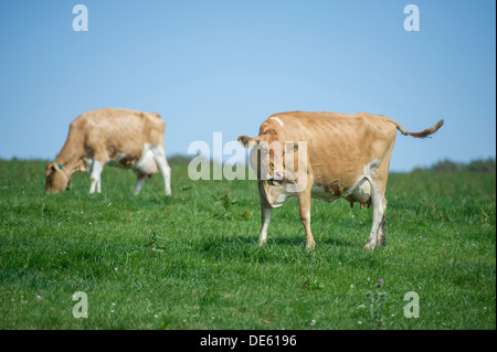 Jersey dairy cows graze in a green field, Devon Stock Photo