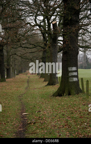 My town my way, the beauty of what’s been lost my either man or nature in Woolaton park. Stock Photo