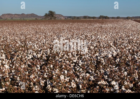 A field of cotton plants ready for harvest Stock Photo