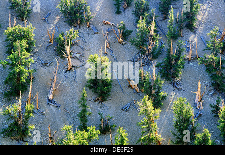 Bristlecone pine trees in Inyo National Forest park near Big Pine, California, USA. One of the longest living organisms on Earth Stock Photo