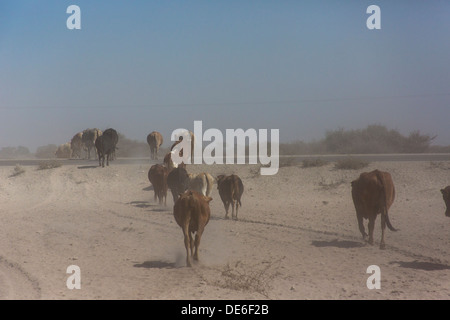 Cattle walking in a barren landscape in search of grazing Stock Photo