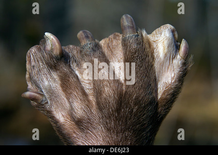 Close-up of beavers webbed foot, or paw adapted for swimming. (Castor ...