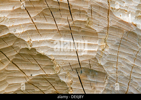 Eurasian beaver (Castor fiber) teeth marks on birch tree trunk Stock Photo