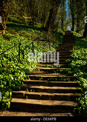 Stone steps at Lovers Walk an ancient park in Matlock Bath a spa resort village in Derbyshire Dales Peak District England UK Stock Photo