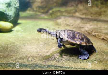 Roti Island Snake Necked Turtle, - Chelodina McCordi, from Roti Island, Indonesia Stock Photo