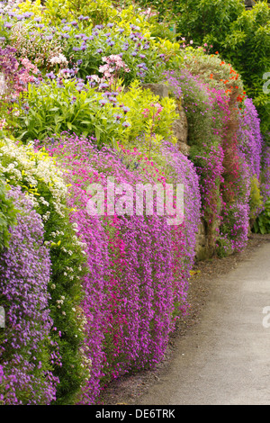 Lilac and pink aubrietas cascade down a garden wall. UK Stock Photo