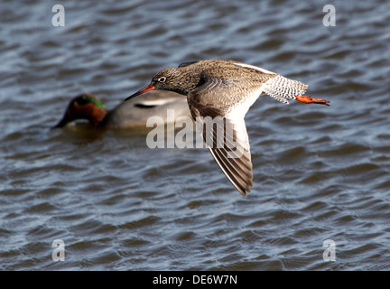 Close-up of a  Common Redshank (Tringa totanus) in flight, Eurasian teal in background Stock Photo